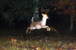 Cuddeback Buck